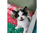 Wilber - At Petco Domestic Shorthair Kitten Male