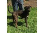 King, American Pit Bull Terrier For Adoption In Slidell, Louisiana