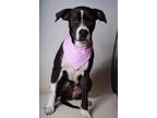 24-190d Janae, American Pit Bull Terrier For Adoption In Thibodaux, Louisiana