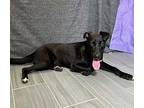 Cupcake Labrador Retriever Young Female