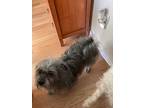 Jay, Terrier (unknown Type, Small) For Adoption In West Richland, Washington
