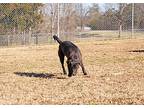 Charlotte, Labrador Retriever For Adoption In Savannah, Tennessee