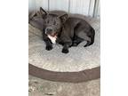 May, American Staffordshire Terrier For Adoption In Citra, Florida