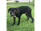 Checkers, Labrador Retriever For Adoption In Slidell, Louisiana