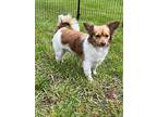 Bailey, Terrier (unknown Type, Small) For Adoption In West Richland, Washington