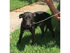 Kay, Labrador Retriever For Adoption In Slidell, Louisiana