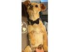 Duke, Terrier (unknown Type, Small) For Adoption In West Richland, Washington