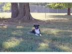 Baby, Terrier (unknown Type, Medium) For Adoption In Savannah, Tennessee