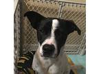 Freckles, Labrador Retriever For Adoption In Slidell, Louisiana