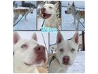 Milton, American Pit Bull Terrier For Adoption In West Richland, Washington