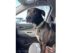 Nova, Labrador Retriever For Adoption In West Richland, Washington