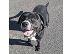 Kalea, Labrador Retriever For Adoption In West Richland, Washington