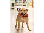 Nyiri, American Pit Bull Terrier For Adoption In West Richland, Washington
