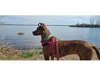 Salem, American Staffordshire Terrier For Adoption In West Richland, Washington