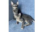 Juneberry and Huckleberry Tabby Kitten Female
