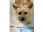 Kelcee, Terrier (unknown Type, Small) For Adoption In West Richland, Washington