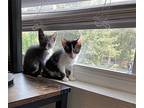 Coconut Domestic Shorthair Kitten Female