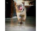 Enoki French Bulldog Adult Female