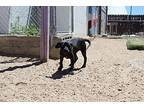 Puddin ***rescue Center***, Staffordshire Bull Terrier For Adoption In