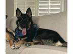 Hudson German Shepherd Dog Young Male