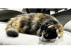 MAMA IVY Calico Young Female
