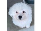 Confetti, Terrier (unknown Type, Small) For Adoption In West Richland