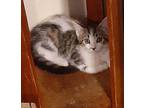 CICADA Tabby Kitten Male