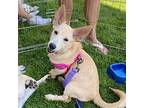 Gianna, Labrador Retriever For Adoption In West Richland, Washington