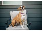 Raindrop, American Pit Bull Terrier For Adoption In West Richland, Washington
