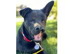 Eclipse, Labrador Retriever For Adoption In West Richland, Washington