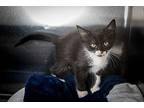 Batgirl Domestic Shorthair Kitten Female
