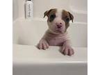 Otter Red American Pit Bull Terrier Puppy Male
