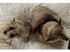 ELEANOR in CT Cairn Terrier Adult Female