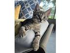 Paddy Domestic Shorthair Kitten Male