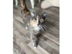 Felicity Domestic Shorthair Adult Female