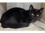 Yukon Domestic Shorthair Kitten Female