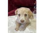 Reese Catahoula Leopard Dog Puppy Female