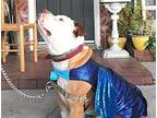 Toro Courtesy Post American Bulldog Adult Male