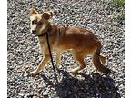 Sandie Mixed Breed (Medium) Young Female