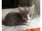 Applejack Domestic Shorthair Kitten Male