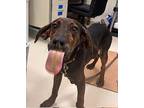 Heath Plott Hound Young Male