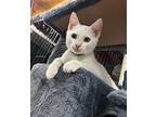 May Domestic Shorthair Kitten Female