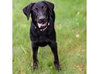 Viper Labrador Retriever Puppy Male