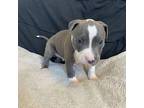 Turtle Grey American Pit Bull Terrier Puppy Male