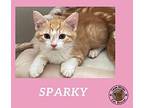 Sparky Domestic Shorthair Kitten Male