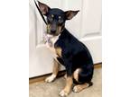 Adopt Happy a American Staffordshire Terrier, Mixed Breed