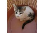 LADYBUG Tabby Kitten Female
