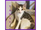 TANSY Calico Kitten Female
