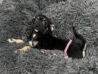 Pebbles Chihuahua Puppy Female