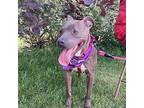 Star American Bulldog Adult Female